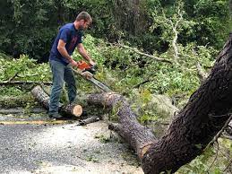 Best Tree Cabling and Bracing  in Greenwood, MS