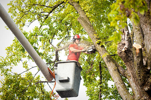 Best Arborist Consultation Services  in Greenwood, MS