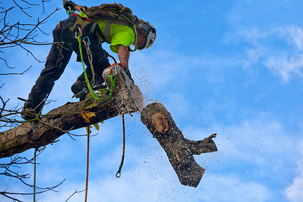 Best Emergency Tree Removal  in Greenwood, MS